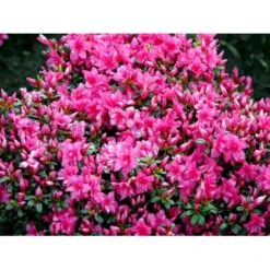 'Melina' Rhododendron Jap. 'Melina' Potte 2,0 Liter,- 20-25 Cm. -Osmo Salgsbutik mi7262 rhododendron dc21