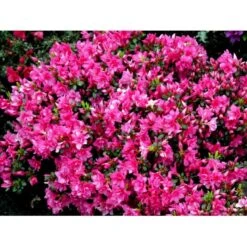 'Melina' Rhododendron Jap. 'Melina' Potte 2,0 Liter,- 20-25 Cm. -Osmo Salgsbutik mi7262 rhododendron fa4e