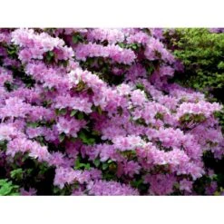 'Moerheim' Rhododendron Impeditum 'Moerheim' Potte 2,0 Liter,- 25-30 Cm. -Osmo Salgsbutik mi7289 rhododendron forrestii e9a7