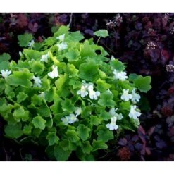 Vedbend-Torskemund Cymbalaria Muralis 'Alba' 10 Cm. Potte -Osmo Salgsbutik mi735 cymbalaria muralis alba b094