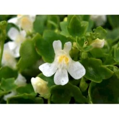 Vedbend-Torskemund Cymbalaria Muralis 'Alba' 10 Cm. Potte -Osmo Salgsbutik mi735 cymbalaria muralis alba bb0c