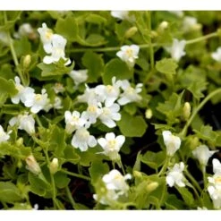 Vedbend-Torskemund Cymbalaria Muralis 'Alba' 10 Cm. Potte -Osmo Salgsbutik mi735 cymbalaria muralis alba c821