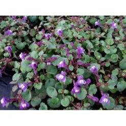 Håret Torskemund Cymbalaria Pallida 10 Cm. Potte -Osmo Salgsbutik mi736 cymbalaria pallida 6d8e