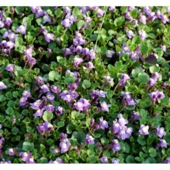 Håret Torskemund Cymbalaria Pallida 10 Cm. Potte -Osmo Salgsbutik mi736 cymbalaria pallida 8685