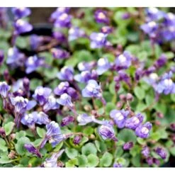 Håret Torskemund Cymbalaria Pallida 10 Cm. Potte -Osmo Salgsbutik mi736 cymbalaria pallida 8ace