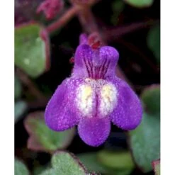 Håret Torskemund Cymbalaria Pallida 10 Cm. Potte -Osmo Salgsbutik mi736 cymbalaria pallida d3c7