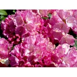 'Polaris' Rhododendron Yakushimanum 'Polaris' Potte 5,0 Liter,- 30-40 Cm. 11 'Polaris' Rhododendron Yakushimanum 'Polaris' Potte 5,0 Liter,- 30-40 Cm. -Osmo Salgsbutik mi7478 rhododendron yakushimanum 2b6c