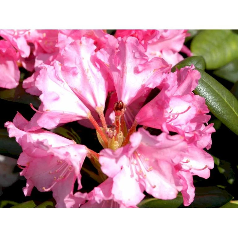 'Polaris' Rhododendron Yakushimanum 'Polaris' Potte 5,0 Liter,- 30-40 Cm. 8 'Polaris' Rhododendron Yakushimanum 'Polaris' Potte 5,0 Liter,- 30-40 Cm. - Billede 6