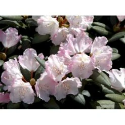 'Polaris' Rhododendron Yakushimanum 'Polaris' Potte 5,0 Liter,- 30-40 Cm. 15 'Polaris' Rhododendron Yakushimanum 'Polaris' Potte 5,0 Liter,- 30-40 Cm. -Osmo Salgsbutik mi7478 rhododendron yakushimanum 7a5b