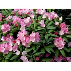 'Polaris' Rhododendron Yakushimanum 'Polaris' Potte 5,0 Liter,- 30-40 Cm. 12 'Polaris' Rhododendron Yakushimanum 'Polaris' Potte 5,0 Liter,- 30-40 Cm. -Osmo Salgsbutik mi7478 rhododendron yakushimanum cd3c