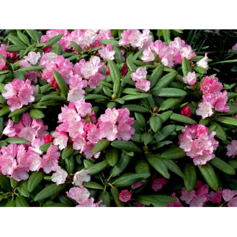 'Polaris' Rhododendron Yakushimanum 'Polaris' Potte 5,0 Liter,- 30-40 Cm. 6 'Polaris' Rhododendron Yakushimanum 'Polaris' Potte 5,0 Liter,- 30-40 Cm. - Billede 4