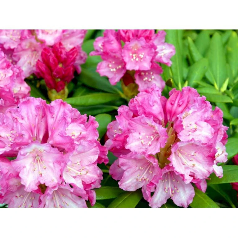 'Polaris' Rhododendron Yakushimanum 'Polaris' Potte 5,0 Liter,- 30-40 Cm. 3 'Polaris' Rhododendron Yakushimanum 'Polaris' Potte 5,0 Liter,- 30-40 Cm.