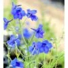 Ridderspore 'Blauer Zwerg' Delphinium Grandiflorum 'Blauer Zwerg' 1 Liter Potte -Osmo Salgsbutik mi752 delphinium grandiflorum blauer zwerg 0938