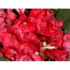 'Red Jack' Rhododendron Hybrid 'Red Jack' Potte 5,0 Liter,- 30-40 Cm. -Osmo Salgsbutik mi7565 rhododendron arboreum hybrid 3447