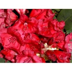 'Red Jack' Rhododendron Hybrid 'Red Jack' Potte 5,0 Liter,- 30-40 Cm.