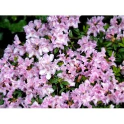 'Robert Seleger' Rhododendron Hybrid 'Robert Seleger' Potte 2,0 Liter,- 20-25 Cm. -Osmo Salgsbutik mi7583 rhododendron d381