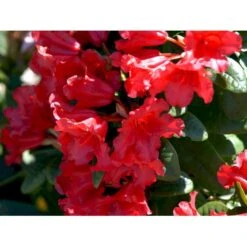 'Scarlet Wonder' Rhododendron Repens 'Scarlet Wonder' Potte 4,0 Liter,- 25-30 Cm. -Osmo Salgsbutik mi7658 rhododendron 12f6