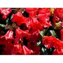 'Scarlet Wonder' Rhododendron Repens 'Scarlet Wonder' Potte 4,0 Liter,- 25-30 Cm. -Osmo Salgsbutik mi7658 rhododendron 17d8