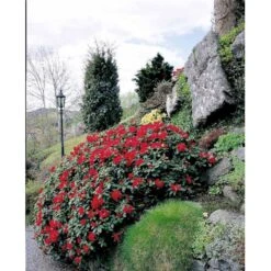 'Scarlet Wonder' Rhododendron Repens 'Scarlet Wonder' Potte 4,0 Liter,- 25-30 Cm. -Osmo Salgsbutik mi7658 rhododendron 189b