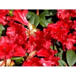 'Scarlet Wonder' Rhododendron Repens 'Scarlet Wonder' Potte 4,0 Liter,- 25-30 Cm. -Osmo Salgsbutik mi7658 rhododendron 1ab3