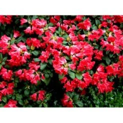 'Scarlet Wonder' Rhododendron Repens 'Scarlet Wonder' Potte 4,0 Liter,- 25-30 Cm. -Osmo Salgsbutik mi7658 rhododendron 8185