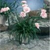 Havenellike -Rosa- Dianthus Caryophyllus -rosa- 10 Cm. Potte -Osmo Salgsbutik mi769 dianthus caryophyllus ef17
