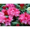 'Sneezy' Rhododendron X Yakushimanum 'Sneezy' Potte 5,0 Liter,- 30-40 Cm. -Osmo Salgsbutik mi7721 rhododendron yakushimanum 1a2a