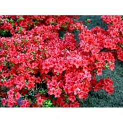 'Stewartsonian' Rhododendron 'Stewartsonian' Potte 10 Liter 40-50 Cm. -Osmo Salgsbutik mi7759 rhododendron japanese azalea 1e2e