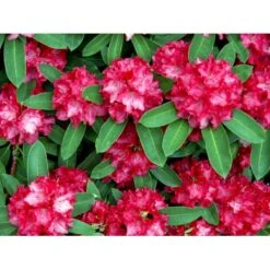 'Wilgen's Ruby' Rhododendron Hybrid 'Wilgen's Ruby' Potte 5,0 Liter,- 30-40 Cm. -Osmo Salgsbutik mi7897 rhododendron arboreum hybrid 3b10