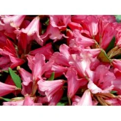 'Winsome' Rhododendron Hybrid 'Winsome' Potte 20 Liter,- 50-60 Cm. -Osmo Salgsbutik mi7906 rhododendron griersonianum 2ef4