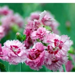 Fjernellike 'Maggie' Dianthus Plumarius 'Maggie' 10 Cm. Potte -Osmo Salgsbutik mi794 dianthus plumarius maggie 51f5