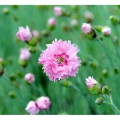Fjernellike 'Maggie' Dianthus Plumarius 'Maggie' 10 Cm. Potte -Osmo Salgsbutik mi794 dianthus plumarius maggie cea0