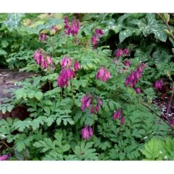 Småhjerte Dicentra Eximia 1 Liter Potte