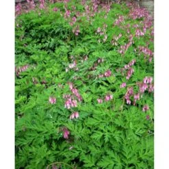 Småhjerte Dicentra Eximia 1 Liter Potte -Osmo Salgsbutik mi796 dicentra eximia 9d1c