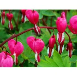 Løjtnantshjerte Dicentra Spectabilis 1 Liter Potte -Osmo Salgsbutik mi801 dicentra spectabilis 23d0