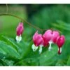 Løjtnantshjerte Dicentra Spectabilis 1 Liter Potte -Osmo Salgsbutik mi801 dicentra spectabilis c190