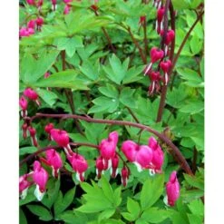 Løjtnantshjerte Dicentra Spectabilis 1 Liter Potte -Osmo Salgsbutik mi801 dicentra spectabilis dd34