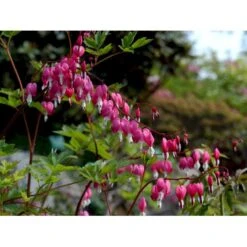 Løjtnantshjerte Dicentra Spectabilis 1 Liter Potte -Osmo Salgsbutik mi801 dicentra spectabilis fe61