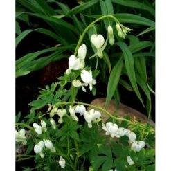 Løjtnantshjerte 'Alba' Dicentra Spectabilis 'Alba' 1 Liter Potte -Osmo Salgsbutik mi802 dicentra spectabilis alba 3cb8