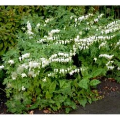 Løjtnantshjerte 'Alba' Dicentra Spectabilis 'Alba' 1 Liter Potte -Osmo Salgsbutik mi802 dicentra spectabilis alba 3fb4
