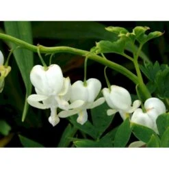 Løjtnantshjerte 'Alba' Dicentra Spectabilis 'Alba' 1 Liter Potte -Osmo Salgsbutik mi802 dicentra spectabilis alba 5f9d