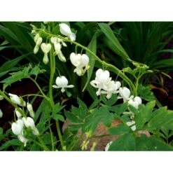 Løjtnantshjerte 'Alba' Dicentra Spectabilis 'Alba' 1 Liter Potte -Osmo Salgsbutik mi802 dicentra spectabilis alba 8da3