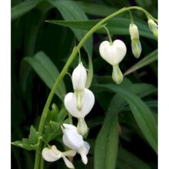 Løjtnantshjerte 'Alba' Dicentra Spectabilis 'Alba' 1 Liter Potte -Osmo Salgsbutik mi802 dicentra spectabilis alba 979a
