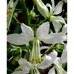 Gasplante 'Albiflorus' Dictamnus Albus 'Albiflorus' 1 Liter Potte -Osmo Salgsbutik mi803 dictamnus albus albiflorus 40d5