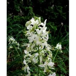 Gasplante 'Albiflorus' Dictamnus Albus 'Albiflorus' 1 Liter Potte -Osmo Salgsbutik mi803 dictamnus albus albiflorus 85c5