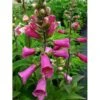 Fingerbøl 'Gloxiniaeflora' Digitalis Purpurea 'Gloxiniaeflora' 1 Liter Potte 2 Fingerbøl 'Gloxiniaeflora' Digitalis Purpurea 'Gloxiniaeflora' 1 Liter Potte -Osmo Salgsbutik mi810 digitalis purpurea gloxiniiflora c8f9