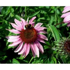 Purpursolhat Echinacea Purpurea 'Magnus' 1 Liter Potte -Osmo Salgsbutik mi840 echinacea purpurea magnus 60a1