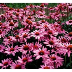 Purpursolhat Echinacea Purpurea 'Magnus' 1 Liter Potte -Osmo Salgsbutik mi840 echinacea purpurea magnus 6231