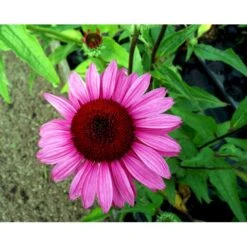 Purpursolhat Echinacea Purpurea 'Magnus' 1 Liter Potte -Osmo Salgsbutik mi840 echinacea purpurea magnus 8009
