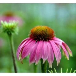 Purpursolhat Echinacea Purpurea 'Magnus' 1 Liter Potte -Osmo Salgsbutik mi840 echinacea purpurea magnus 9831